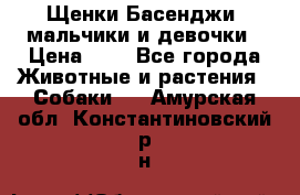 Щенки Басенджи ,мальчики и девочки › Цена ­ 1 - Все города Животные и растения » Собаки   . Амурская обл.,Константиновский р-н